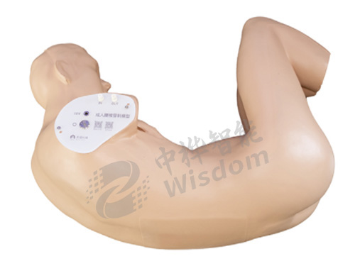 腰椎穿刺模拟人